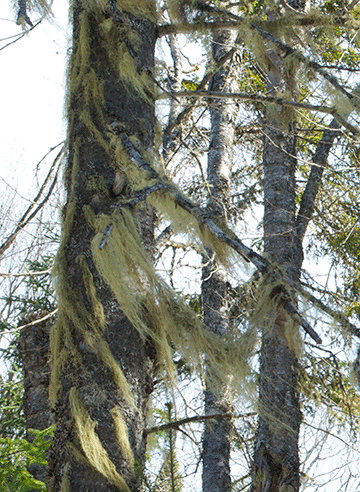 Réparation de poésie: Élasticité