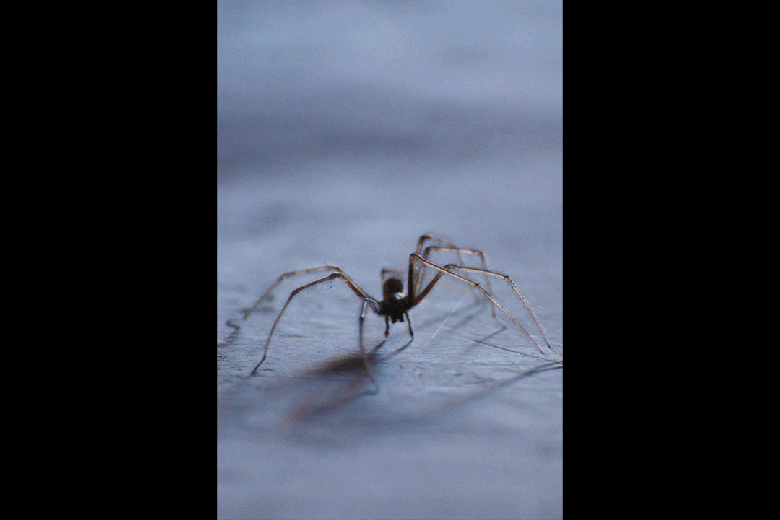 Araignee.gif